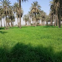 أرض زراعيه • ٥دونم • كوت اليوسفيه