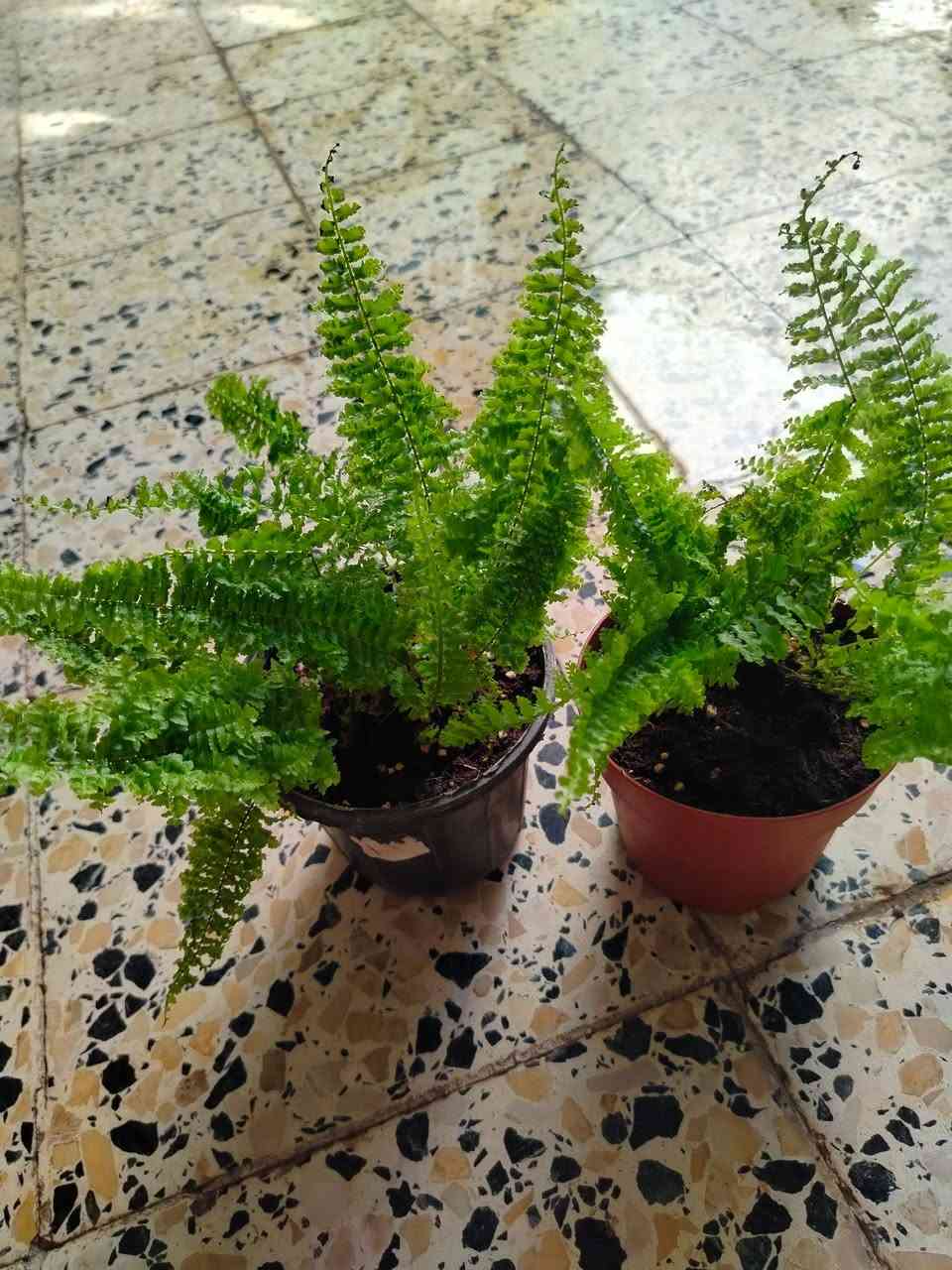🌿 متوفر لدينا تشكيلة مميزة من النباتات الداخلية والخارجية بأسعار مناسبة وجودة عالية، أهلاً وسهلاً
للحجز خاص


**إذا كنت صاحب هذا الإعلان وتريد حذفه لأي سبب، رجاءا أرسل رسالة إلى الدعم الفني**