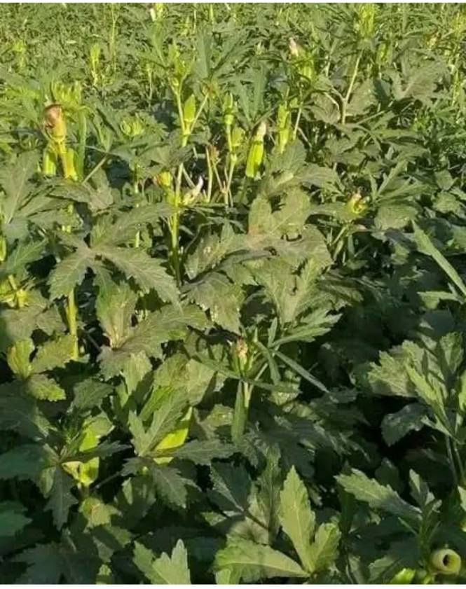 سلام عليكم  يوجد لدينه بذور بانيه درجه اولى نوع البذور الهلوب الشراي يتصل على الرقم ***********
