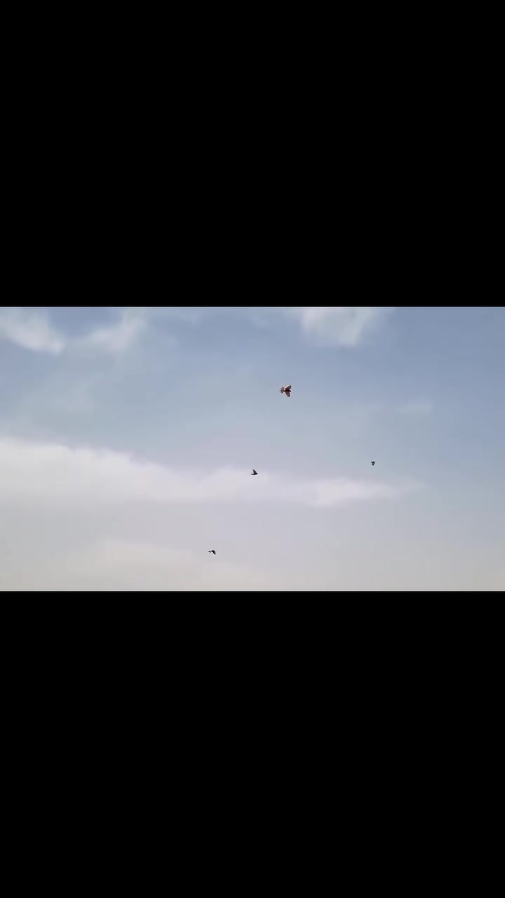 والله بلووه عندي حمام مشتري غالي  هسه اذا اريد ابيع بنص سعر ياهو يشتري اكيد محد تعال نتضر لموسم وصعد بر وطير وخلي وادم تشوف رايدلك بل مليون ونص ايجار وحراسه وعلف وترتيب هسه محتاج واريد ابيع حتى لو قسم عندي مخاليف وفرخات وامهات مرتبه ونطي بلطير. ضمان موسمين عندي من رس برحي تقريبا لو ٨ لو ١٠ طيور
ومن ديباله على اسود علي
ومن اركم العطبي ومن حرك لافي ومن حرك سعيد ومن الدستور  وراح احط صورشروة زوج سود نثيه وفحل وعندي صفره مكعكله تحمل هوة مفتوح طيره مشاغل حلوة وبناتها حمر مقاليم ثنينهم مشاغل فول وهواي عدي طيور اذا اكو شراي يجي خاص مكاني بصره شط العرب جزيره
الي ياخذهن شلعه اساهل ويا والي يريد شكم طير حسب قوة الرس ونوعيه الوت كل طير سعره


**إذا كنت صاحب هذا الإعلان وتريد حذفه لأي سبب، رجاءا أرسل رسالة إلى الدعم الفني**