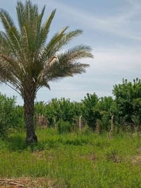 ٦٦٠ متر طابو سند ٢٥ وجه 30 نزال 22 كامل خدمات كهرباء ماء اساله تصلح اس...