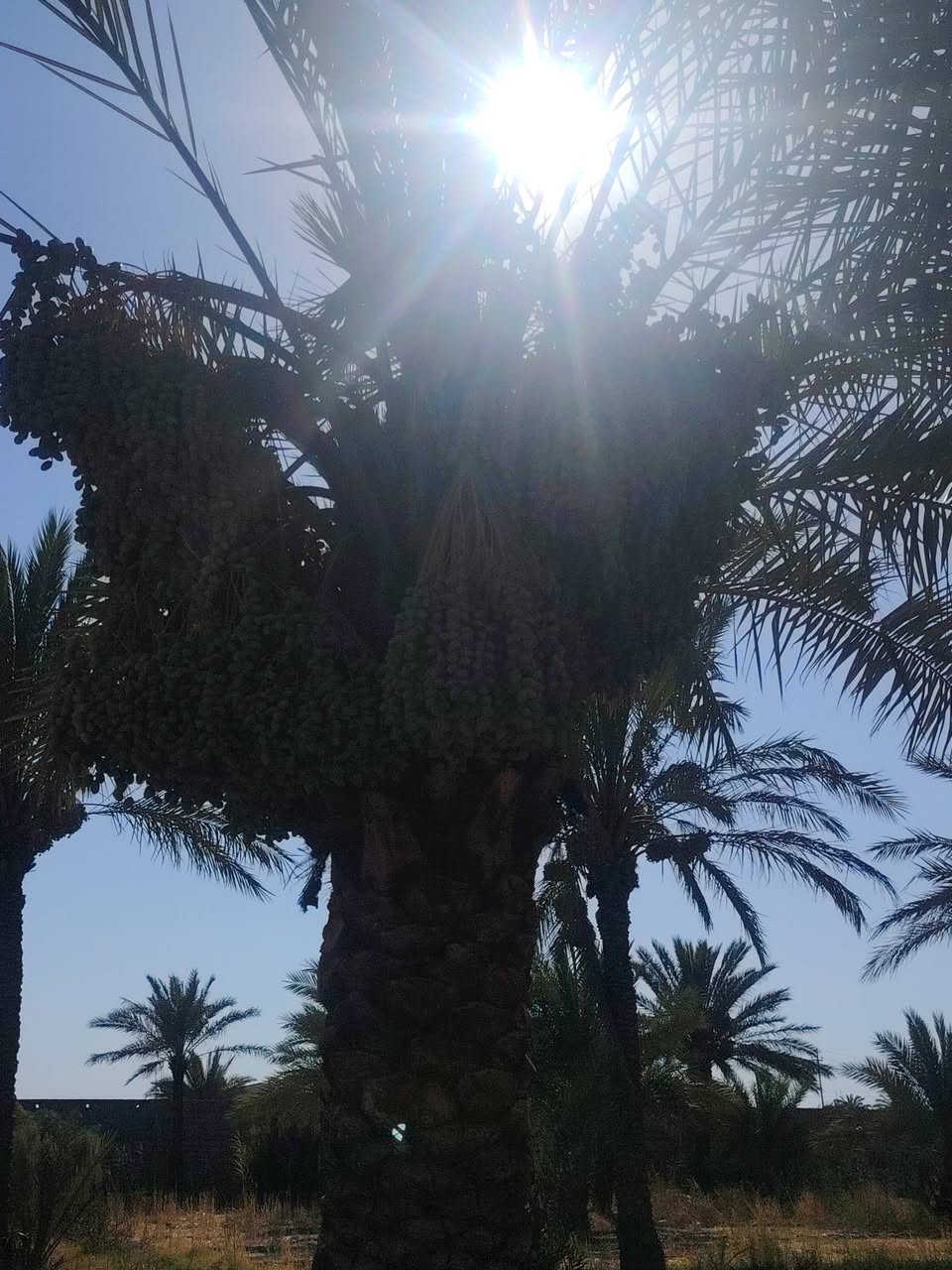 مزرعه تحتوي علا أشجار نخيل مثمره  علا من لديه الرغبه تضمين النخل أكثر من ٥٠ نخله
الاستفسار *********** واتساب متواجد
المكان بغداد الغزاليه
