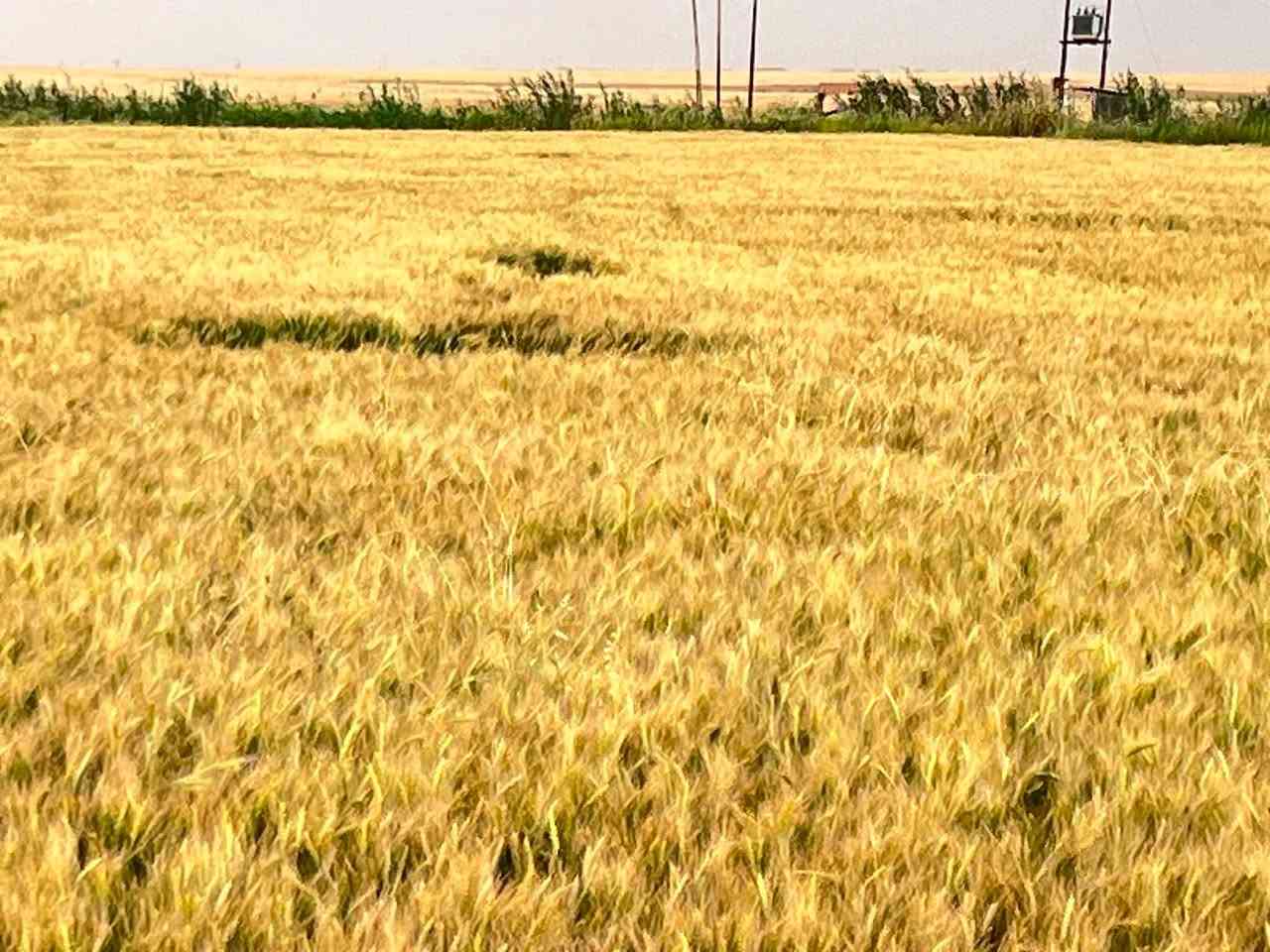 حنطه درجه أولى جيل ثاني نوع اقچا العنوان كركوك يايجي للاستفسار الاتصال ***********
