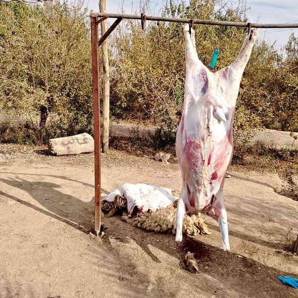 اسلام عليكم ورحمة الله وبركاته موجود غداََ ان شاء الله لحم گرگور الكيلو 10 لحم جدام العين الاتصال *********** @اشاره
