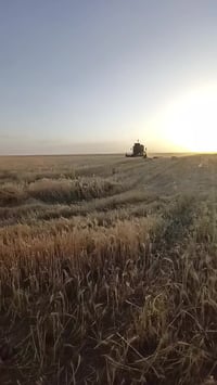 حاصدة جوندير • موديل ١٩٩٨ • نينوى