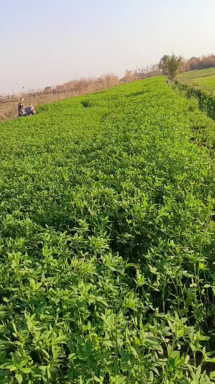 مكلف بالنشر،،،،أرض زراعية للبيع المساحه 2دونم توجد فيها أسأله ماء وما سكي وكهرباء رئيسيه تبعد عن الشارع العام 200متر شارع رئيسي التفاصيل أكثر اتصل ع الارقام‏‪***********‬‏
‏‪***********‬‏
