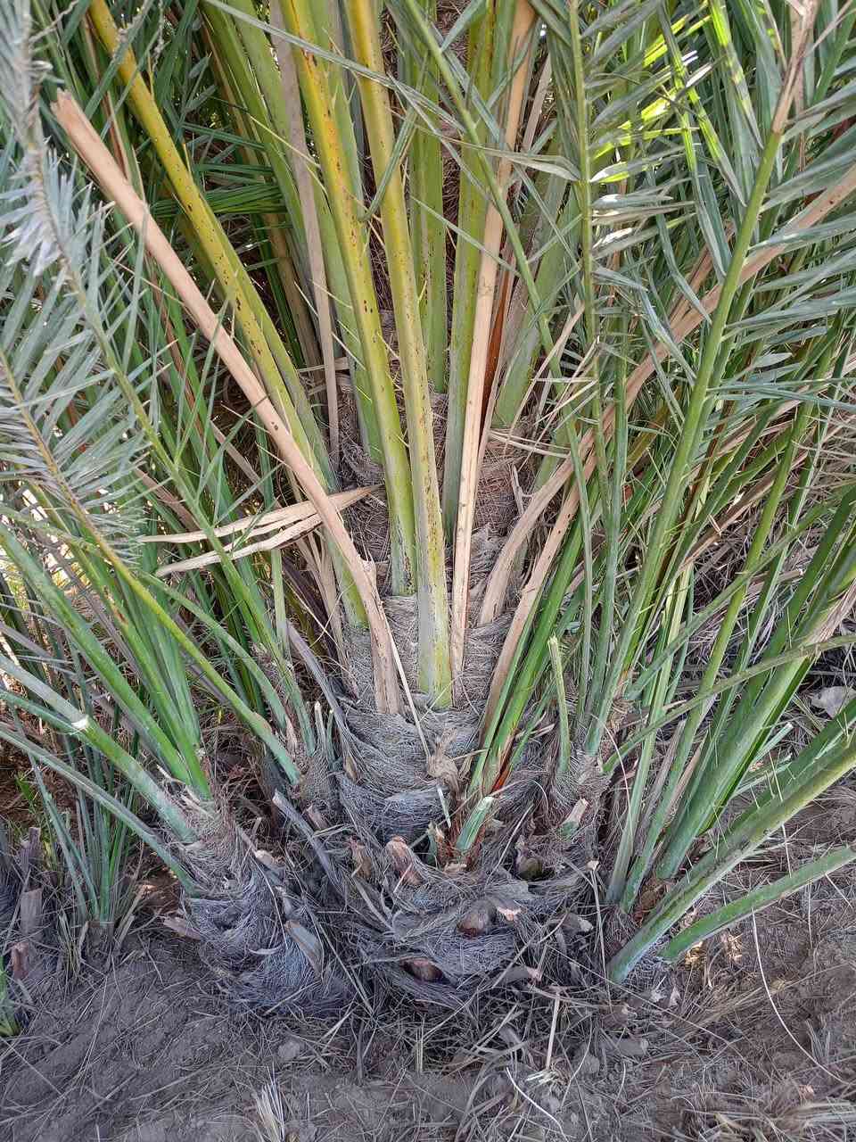 سلام عليكم فسائل نخل للبيع السعر الفسيل 25الف عندي مكتوم نيرسي شويثي خستاوي خضراويه كنطار مكاني كرنه ***********
