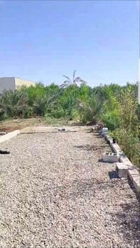 ابي الخصيب حمدان • بستان ١٦٠٠م • ٨٠ نخلة