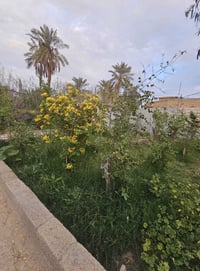 البصرة أبي الخصيب • دونمين • طابو ملك صرف