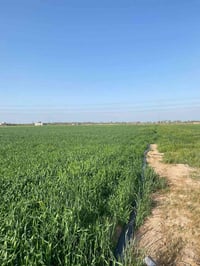 مزرعه ١٦ دونم • طريق نجف عمود ٨٠٦ • خلف الحسينيات