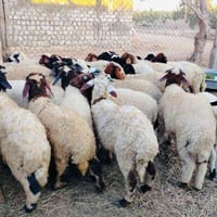 برقي • ٣٧رأس • العامرية كينج مريوط