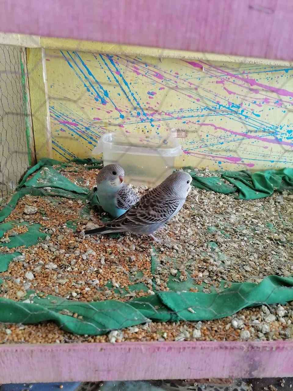 طيور حب العدد ٧ شرط صحه ونضافه وتبزير مال بيت مرتبات وحلوات زوج منهن جواهن بيض الوان حلوه سعرهن هنه ولقفص 40 وياهن بيت اضافي كبير مكاني ناصريه مركز رقمي ***********
