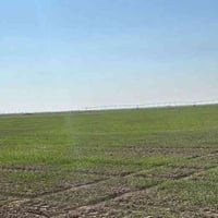 بل علم • 11 دونم • طابو زراعي