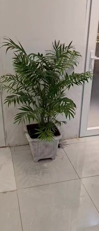 نباتات ظلية • مشتل خانقين • مقابل مدرسة نواب