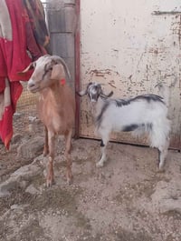 عنز أم • جاهز للذبح • قريه جريجب