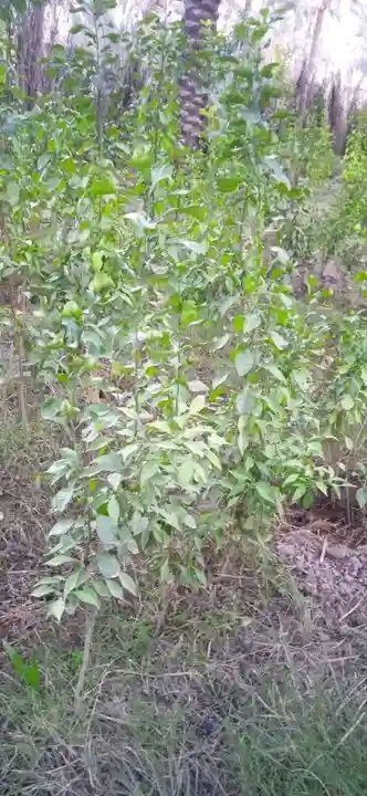 السلام عليكم متوفر شتل من النارنج ابو الطينه أرتفاع من متر ونص الى مترتين ويوجد كصات من النارنج منها الصغير ومنها الكبير وكلمن بسعرة في منطقة الشيخ حمد (لأستفسار أكثر خاص)


**إذا كنت صاحب هذا الإعلان وتريد حذفه لأي سبب، رجاءا أرسل رسالة إلى الدعم الفني**