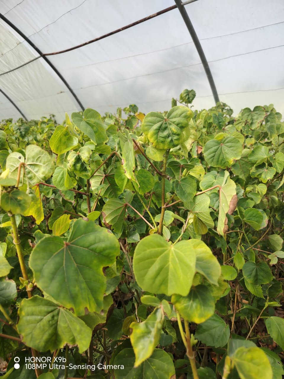 مشتل المجمعات ***********
