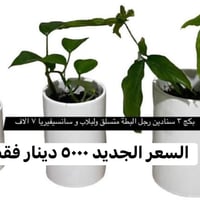 نباتات • تربة بيتموس • توصيل اربيل