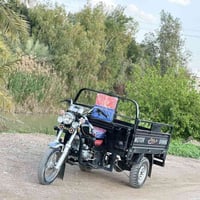 ستوته ام الطير • فحل • ٢٠٢٥