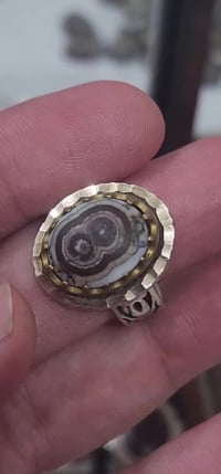 داوودي • طبيعي • توصيل مجاني