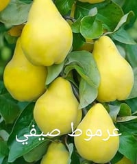 مشتل • حجم كبير • ناحية الزاب مفرق الصباغية