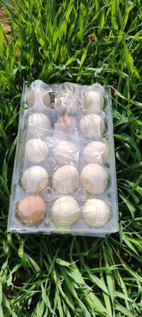 بيض بط ١٢٠ • بيض عرب ٥٢ • هيت المعموره