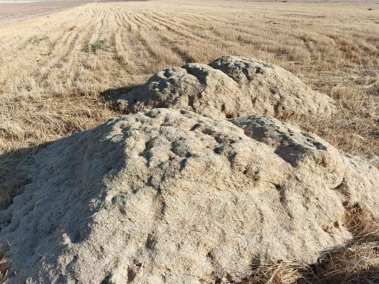 السلام عليكم موجود تبن درجه اولى 4 وياهن ربع عربانه بلاش العربانه ب75  ***********
