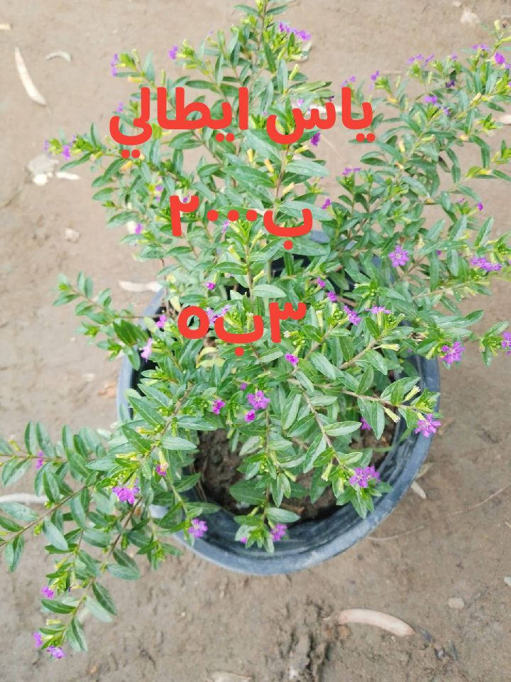 للطلب*********** واتساب
التوصيل داخل بغداد فقط
