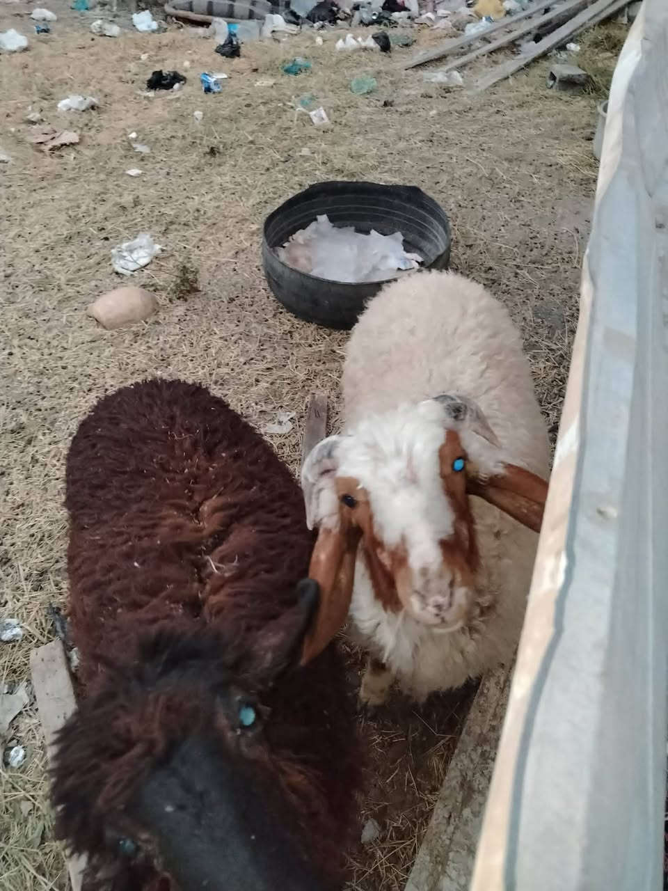 طلي اورجينه للبيع رقم الهاتف ***********
