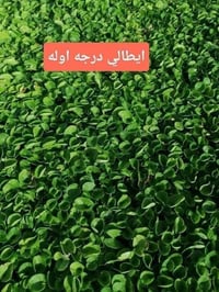 مع بدء موسم زراعه الثيل وترتيب الحدائق وفرنا لكم جميع أنواع الثيل الطب...