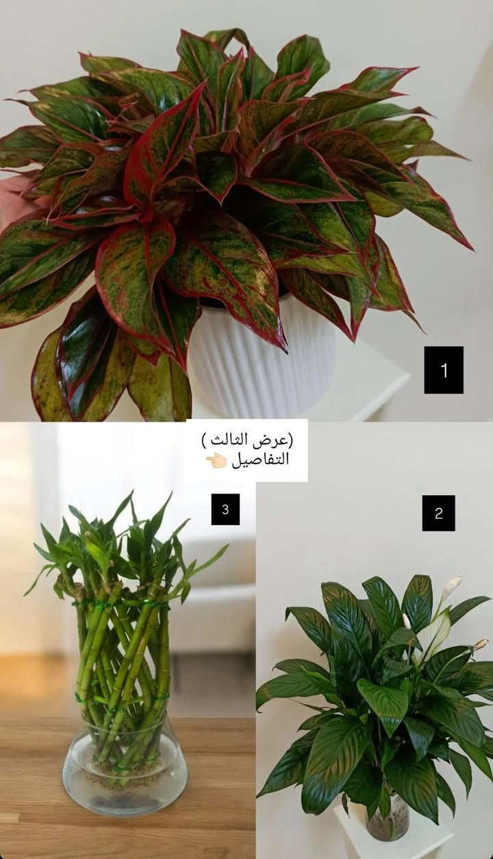 عروض بابونج اليوم فقط ✔️
خصومات تصل إلى 30٪ 
🌿 نباتات طبيعية ضلية وخارجية
🪴 سنادين بجميع الأحجام
🚿 مستلزمات وأسمدة زراعية
🎉 استغلوا الفرصة قبل نفاذ الكميات
📍 بابونج ستور – الجودة والسعر بصفك
⏰ لفترة محدودة
الحجز وتساب 
***********
