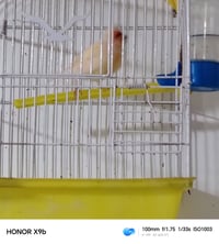 كناري تغريده • طيور حب • كربلاء حي السلام