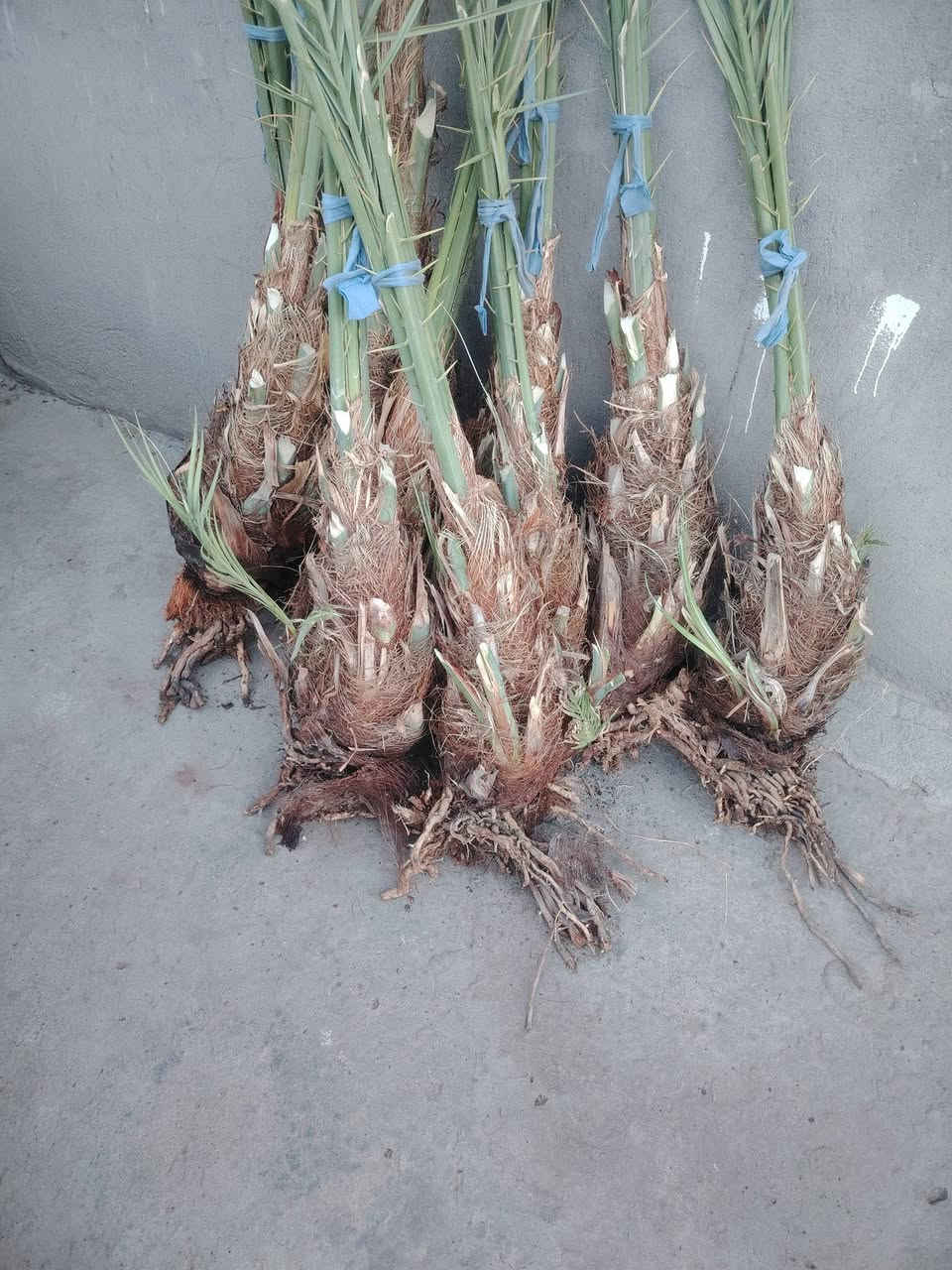 السلام عليكم يوجد الدينا برحي ومكتوم ومجهول وكرنفلي وكافة انواع النخيل المكان بابل لاتصال ع الرقم ***********
