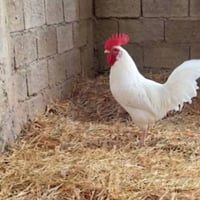 ديج ابيض • ديك كويتي • ديج كويتي • ديك ابيض • دواجن