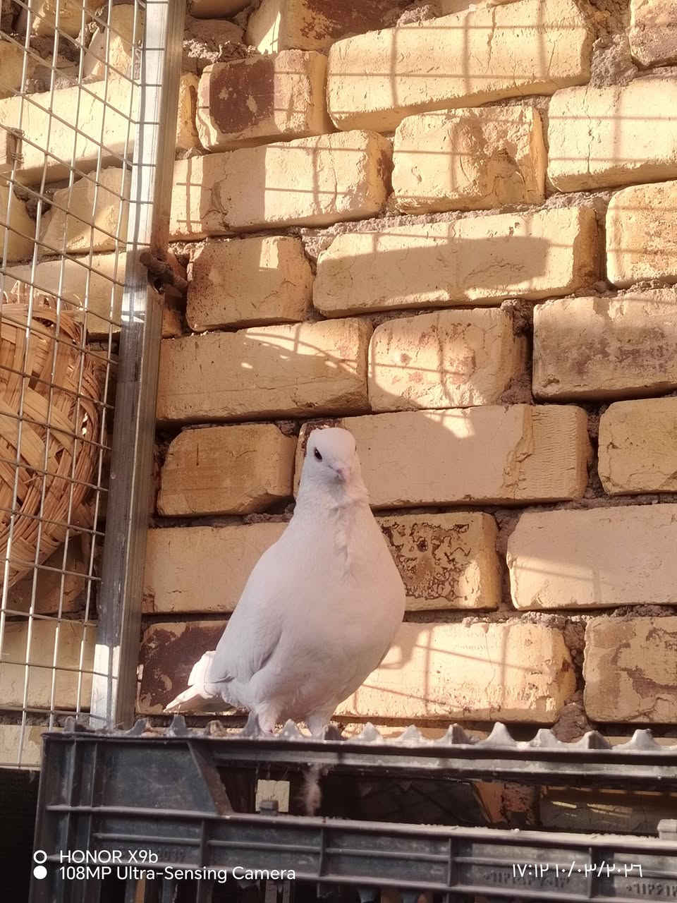 10 ازواج ارافل للبيع امشكل صلم ومكعكل ولعمار مختلفه اكبار وزغار الزوج 12 الف ناصريه مركز ***********
