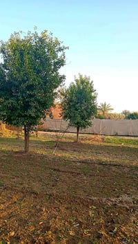 3000 متر  دونم و 500م طابو سند 25 تحويل مباشر بائسم المشتري  تبليط أسو...