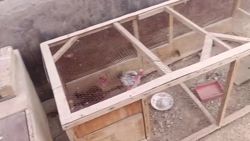 السلام عليكم
 متاح قفاص ثنين نضيفه وسعرهة مناسب جدا
مكاني حقلانيه استفسار راسل أو اتصل 

***********
