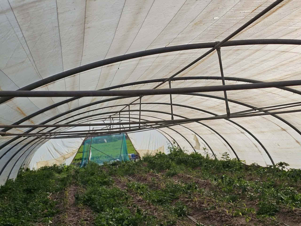 السلام عليكم بيت زجاجي 17حنيه اردني الثقيل مع نايلون يوناني الاصلي مع سيم تركي مع صونده تقطير ام 3. ٢٥متر السعر ١٩٠٠ وبيه مجال ***********
