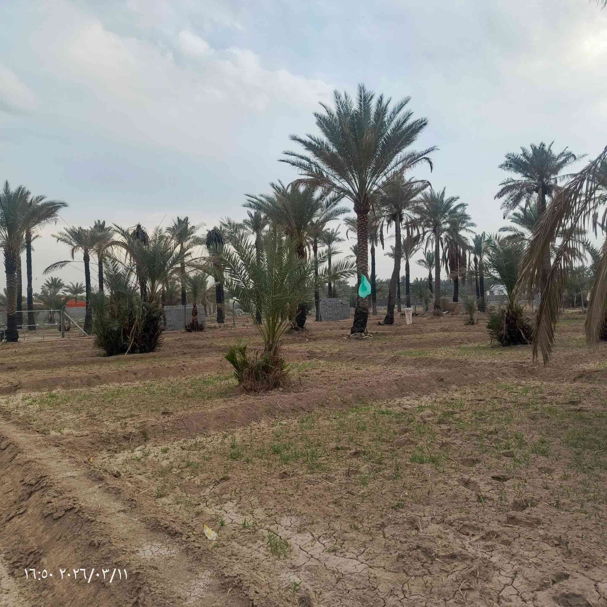 السلام عليكم 🏗️

عرض جدآ مناسب الى اصحاب الاستثمار و الترفيهه 🏡

المساحه :- دونم ( 2500 ) متر
الموقع :- المدائن _ منطقة باوي 
الوجه :- 52 متر 
عدد النخيل :- 42 
مسيج PRC بالكامل 
جنس الارض :- طابو مناصفه سند ( 25 ) 

الموقع مناسب لبناء شاليه او مزرعه او استثمار 📄

م :- السعر مناسب جدآ  ؟ 

للعرض والطلب والاستفسار ! 
مراسله خاص أو اتصال *********** 
متوفر واتساب ✅

بيع _ شراء _ تعقيب _ بناء 🏛️
