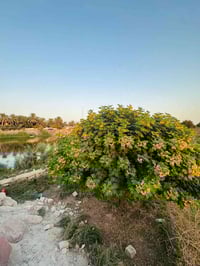 4 دوانم • شط المعيميره • واجهة 40