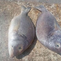 سلمون ابيض • بياح تازه • توصيل