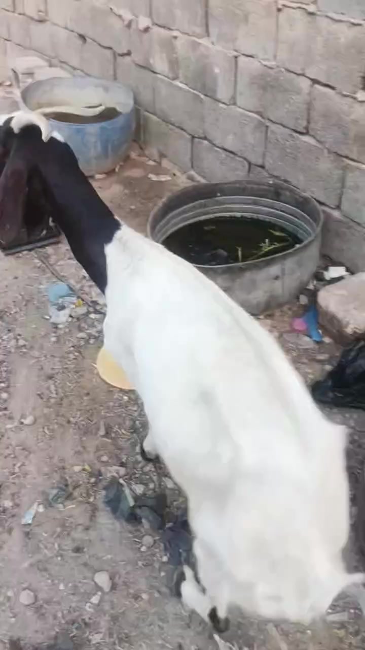 سلام عليكم 
صخله عشره فحص عله السونار 
البيع  
او مراوس بدجاج عرب 
مكاني سكندريه شارع الحسينيه 
***********
