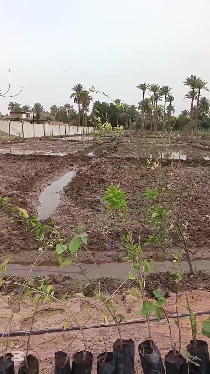 ارض( دونمين بمساحة ٥٠٠٠ متر )(سند ٢٥سندمستقل) الواجهة ٣٣الموقع (كربلاء المقدسة بل لتحديد بقضاء طويريج)(( الشارع الحولي ))الارض تبعد عن مرقد الإمام الحسين عليه السلام بسيارة مسافة ربع ساعة))ومخدومة ولها ماء اسالة وماء سقى الشارع من ١٠ متر الى ١٢متر رسمي))للستفسار بآدارة الوسيط العقاري الاستاذعلي خلف الشمري *********** (***********)للعازم على الشراء من المحافظات العراقية نحن في خدمتكم
