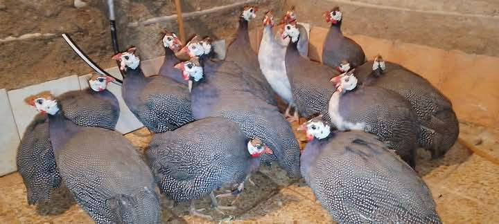 للبيع فرعوني عدد 10 نصحات فول صحه نشاط مكان موصل جانب ايمن شراي يتصل ع رقم يدلل ***********
***********
