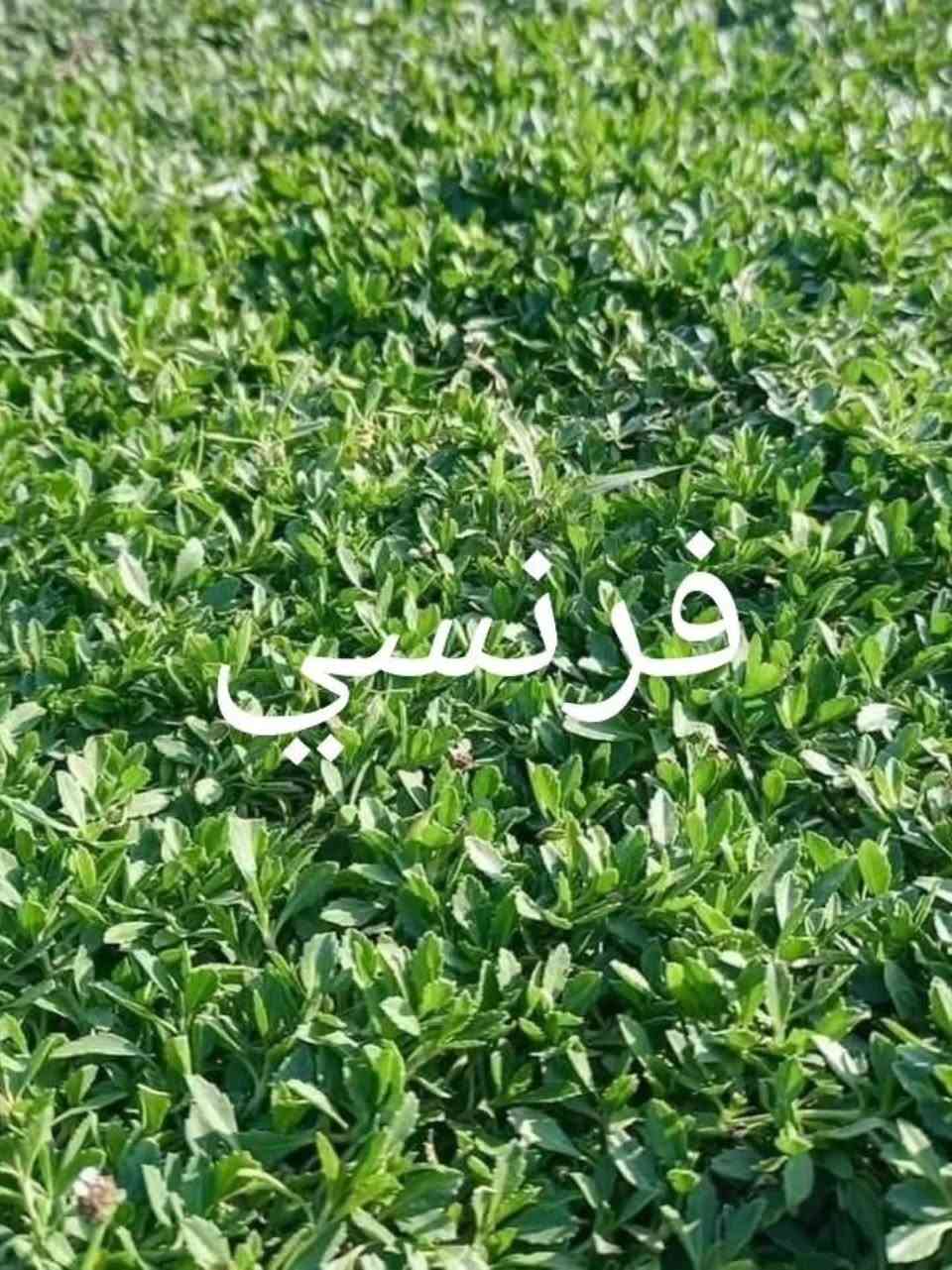 السلام عليكم 🌱🇮🇶
لكل شخص يشوف هالكلام، إحنا عدنا مشروع ثيل طبيعي وتشجير وحدائق، وهدفنا مو بس تجارة أو شغل، هدفنا الحقيقي نخدم العراق ونزيد المساحات الخضراء ونخلي مدننا وشوارعنا وبيوتنا أجمل وأرتب 🌿
الثيل الطبيعي مو بس منظر حلو، لا، يساعد بتخفيف الحرارة ويعطي راحة وجمالية للمكان ويخلي الجو أهدأ وأرتب 🌴
وإحنا نوفر أنواع ثيل طبيعي ممتازة وتجهيز مرتب يناسب: الحدائق، الدوارات، البيوت، المنتزهات، الملاعب، والمشاريع الكبيرة والصغيرة.
وكل شخص يحب يدعم فكرة تخدم البيئة وتخلي بلدنا أحلى وأخضر، فأهلاً وسهلاً بيه ❤️🇮🇶
📞 للتواصل: ***********
***********
إيد بإيد نكدر نسوي بصمة حلوة ونخلي العراق أخضر وأجمل 🌱
