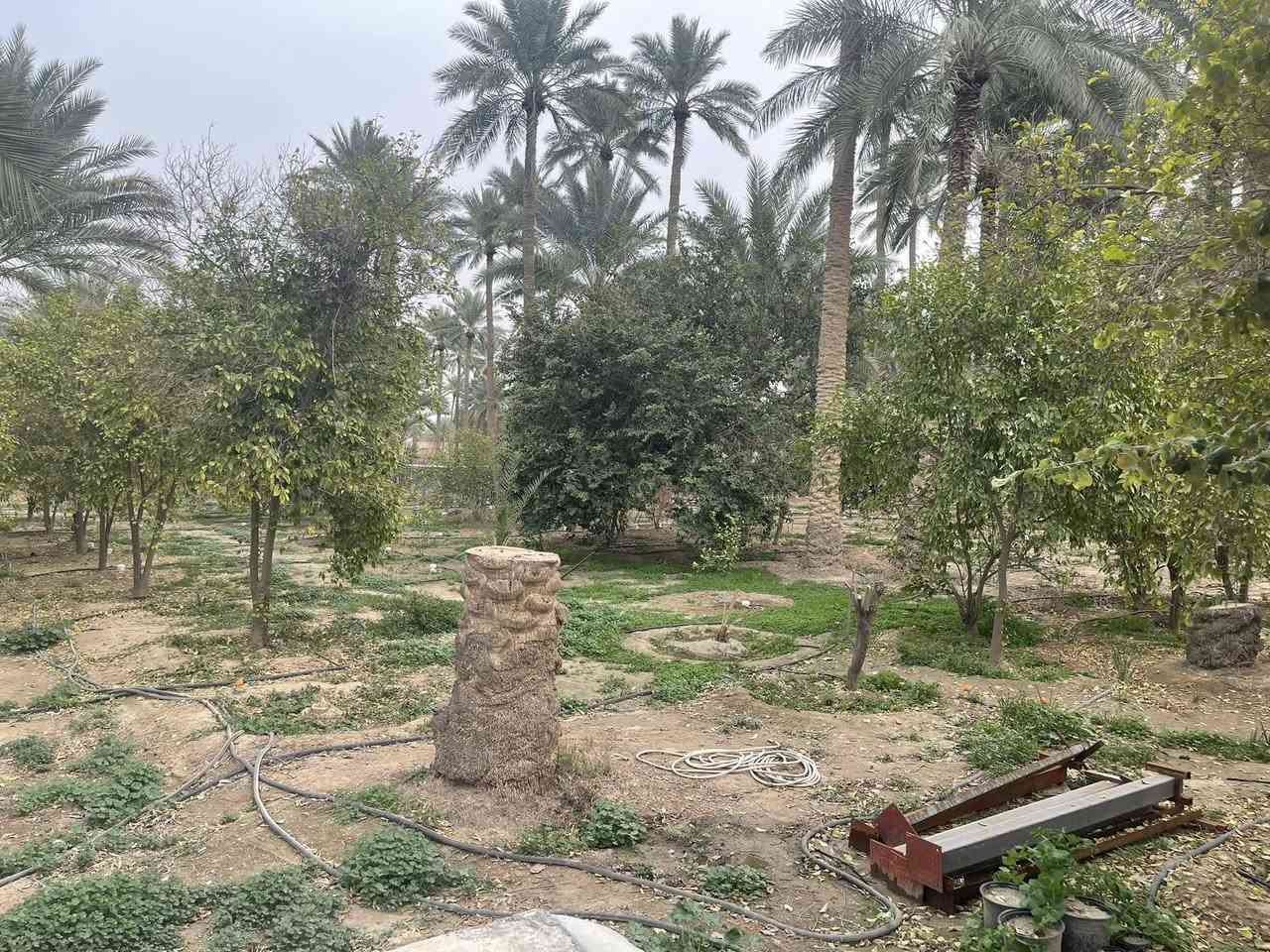 عندي بستان مساحته 5 دونم عارضها للبيعمرتبيها ترتيب مال منتجع  مرتبيها ترتيب مال منتجع  . اكثر من 220 نخلة بكافة أنواع النخيل من البرحي و الزهدي و الخستاوي و الحمراوي و السلطاني و حمرة جبل و بلگة و مكتوم و مطوگ كربلاء و غيرها من أنواع النخيل 
.اكثر من 500 شجرة ( برتقال كربلاء الشهير ، ليمون كربلاء ، نارنج ، لالنگي ، رمان يمني ، عرموط ، النبگ ، خرمالو ، تين ، عنب ) و غيرها 
. حوض صالح لتربية الأسماك ( حجمه تقريبا 40 الف متر مكعب ) 
. أقفاص صالحة لتربية كافة أنواع الحيوانات كالدجاج و البط و الغزلان و النعام و المواشي
. منظومة تقطير لسقي جميع الاشجار
. ثلاث أضلاع من اصل اربعة أضلاع من الارض مزروعة بأشجار التين الابيض 
. دار استراحة مساحته 115 متر تقريبا يحتوي على مطبخ و صالة و مضيف و غرفة نوم و مجموعة صحية داخلية و خارجية
. الارض بيها مدخلين :
1- مدخل يقع على شارع رئيسي تبليط يبعد مسافة عنه تقريبا 60 - 70 متر و عرض الشارع تقريبا 8 متر
2- المدخل الثاني طريق خاص فقط بالأرض عرض الشارع تقريبا 6 متر و بنهايته عند مدخل الارض كراج  جبير يتسع لثلاث سيارات كبيرة كـ لاندكروز او //طابوسند25//بنات مستقبل العنوان كربلاء شارع الرابط***********
