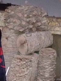 اني مكلفه مولاكو مال نخل كصوها اذا احد يردهن يتصل عل صاحبهن 0772503108...