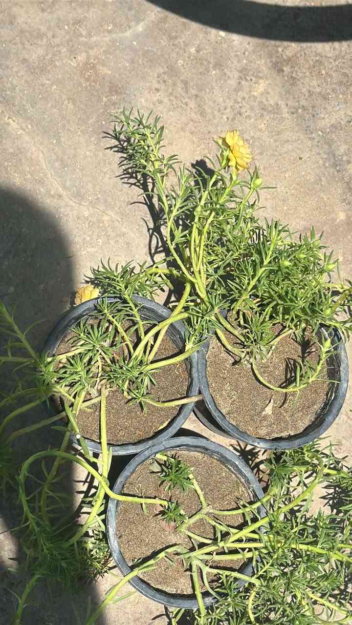 صباح الخير 💕😍
توفر ورد. صباح عراقي جميع الوان 
يم مشتل الدجيل

العنوان شارع البلديه عل محيط 

لاستفسار ***********📞📱

توجد خدمه توصيل 🚚
