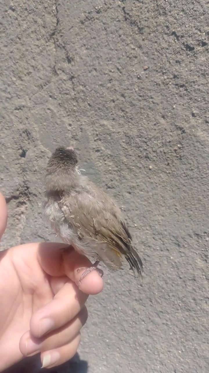 متاح زوج بلابل حلوه وخشنه مكاني التنومه توصيل ماكو

سعره زوج 55 رقم تلفون 7750122761 وتساب


**إذا كنت صاحب هذا الإعلان وتريد حذفه لأي سبب، رجاءا أرسل رسالة إلى الدعم الفني**