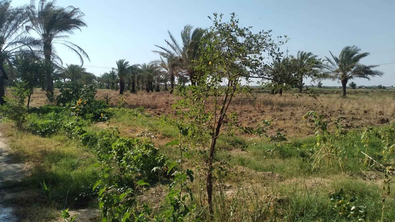 3 دونم للبيع شاطية على ذراع دجله عقد 35 النزال 100 مكانها بالتاجي ذراع دجله
الگاع مزروعه نخل وگبالها الشط بيها ماطور عملاق مال سقي ويمها محوله وكهرباء كاع حلو وتخبل 
سعر الدونم 73 كلشي واضح بالصور والفيديو
***********
